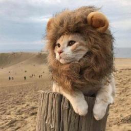 Hoopet-fantasia de gato para animais de estimação, boné engraçado com peruca, chapéu, cosplay, acessório para festa, roupa de cabeça e porta - Image 2