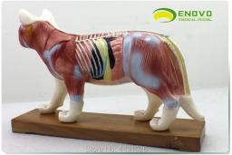Enovo gato moxibustion modelo veterinário aprender anatomia animal modelo de animal de estimação acupuntura animal - Image 4
