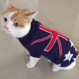 Traje de gato para animais, roupas pet, inverno quente pulôver, roupas Sphynx, produtos Gatos, fofo - Image 6