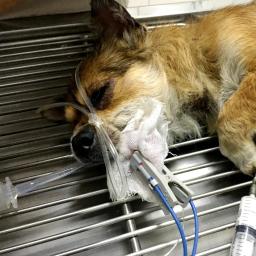 Veterinário handheld pulso oxímetro médico portátil para gatos cães raposas e outros animais de estimação - Image 6