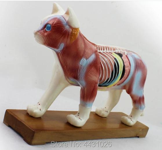Moxibustão Veterinária: Aprendendo Anatomia Animal e Acupuntura para Pets com o Modelo Enovo Gato