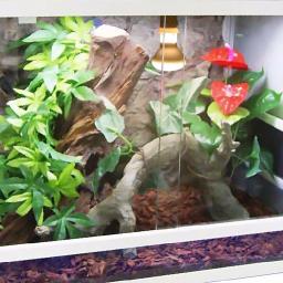 Lâmpada de aquecimento para répteis de animais de estimação, dia e noite, pássaro anfíbio, cobra, luz solar, 60w, 75w, 100w - Image 4