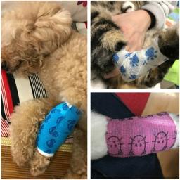 Atadura elástica médica para gato e cachorro de estimação, curativo flexível para cuidado com a saúde ou decoração, 1 rolo - Image 6
