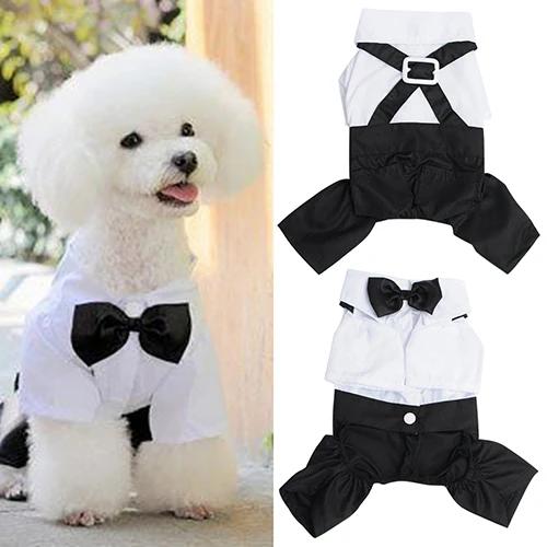 Estilos Elegantes de Roupas e Acessórios para Cães e Gatos