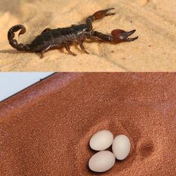 Areia para répteis, escalada, pet, guarda de cálcio, palácio, tapete de areia, lagarto, caixa de criação, tartaruga, hidroponia - Image 2