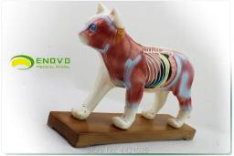 Enovo gato moxibustion modelo veterinário aprender anatomia animal modelo de animal de estimação acupuntura animal - Image 3