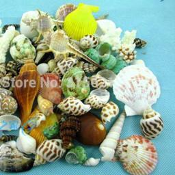 Decoração de paisagem para aquário, 50 peças, enfeites de aquário, tanque de peixes, concha diferente natural, peixe concha & aquático, suprimentos para animais de estimação - Image 2