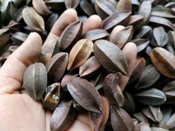Flores Secas Naturais para Decoração, Guirlanda DIY, Quisqualis, Casa e Natal Suprimentos, Flores Artesanais Acessórios, 5PCs por Saco, Novo - Image 3