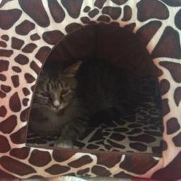 Tenda morango leopardo para animal de estimação, cesta quente e macia para gatos, cachorro, canil, cão de inverno, almofada, cesta, cama de animal, produtos para animais de estimação - Image 6