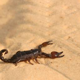 Areia para répteis, escalada, pet, guarda de cálcio, palácio, tapete de areia, lagarto, caixa de criação, tartaruga, hidroponia - Image 1