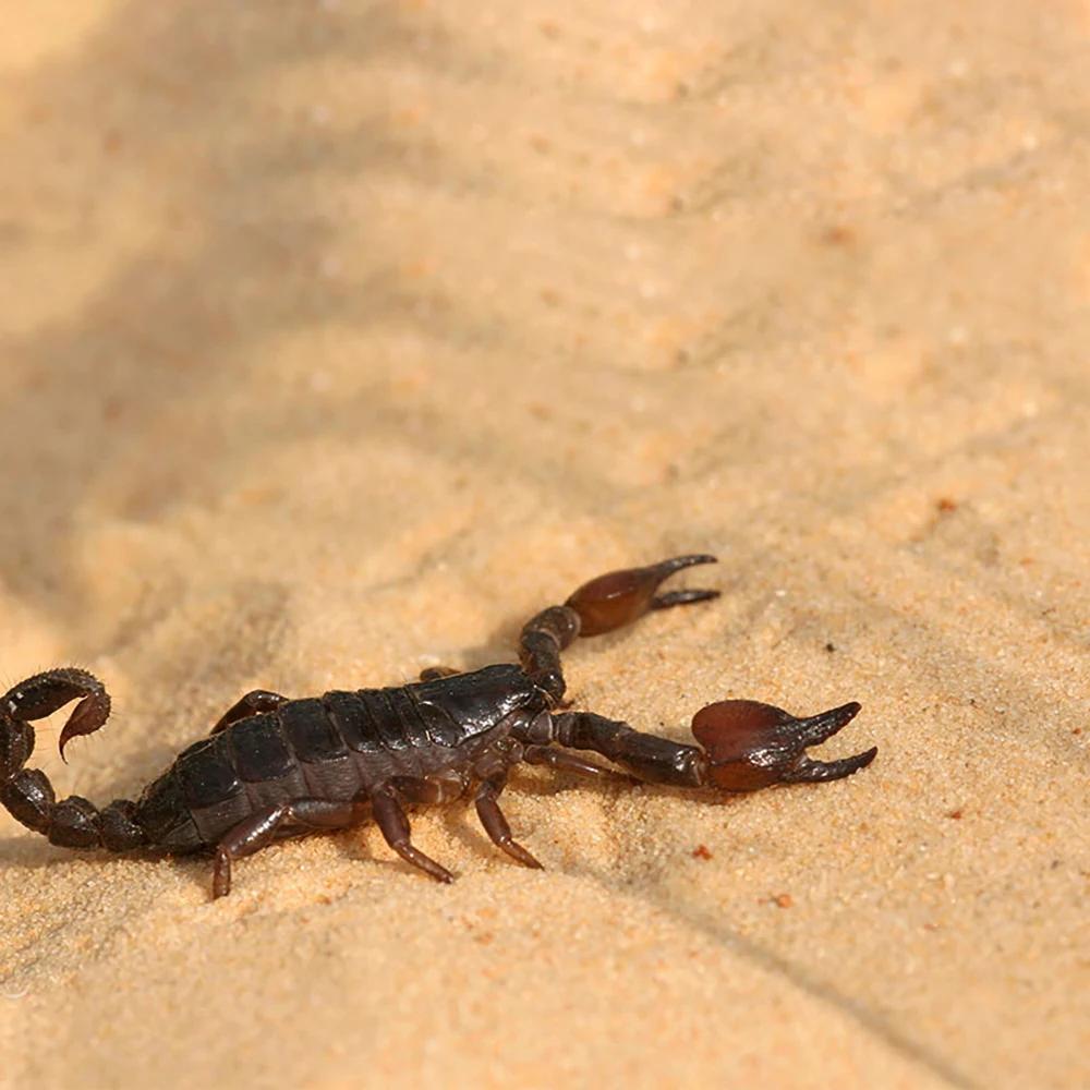 Areia para répteis, escalada, pet, guarda de cálcio, palácio, tapete de areia, lagarto, caixa de criação, tartaruga, hidroponia - Image 1