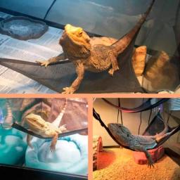 Novo jogo de rede para animais de estimação, tecido oxford para dormir, brinquedos e balanços para répteis, cobra, lagarto, produtos para escalar, com ventosa, 2021 - Image 4