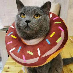 Coleira inteligente para proteção de animais de estimação, e-collar com cone macio ajustável, proteção contra mordida de gato e cachorro - Image 2