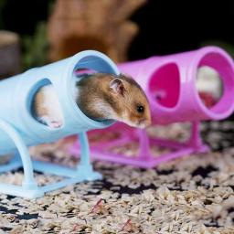 Tubo elástico de hamster, brinquedo interativo de plástico para animais de estimação - Image 2