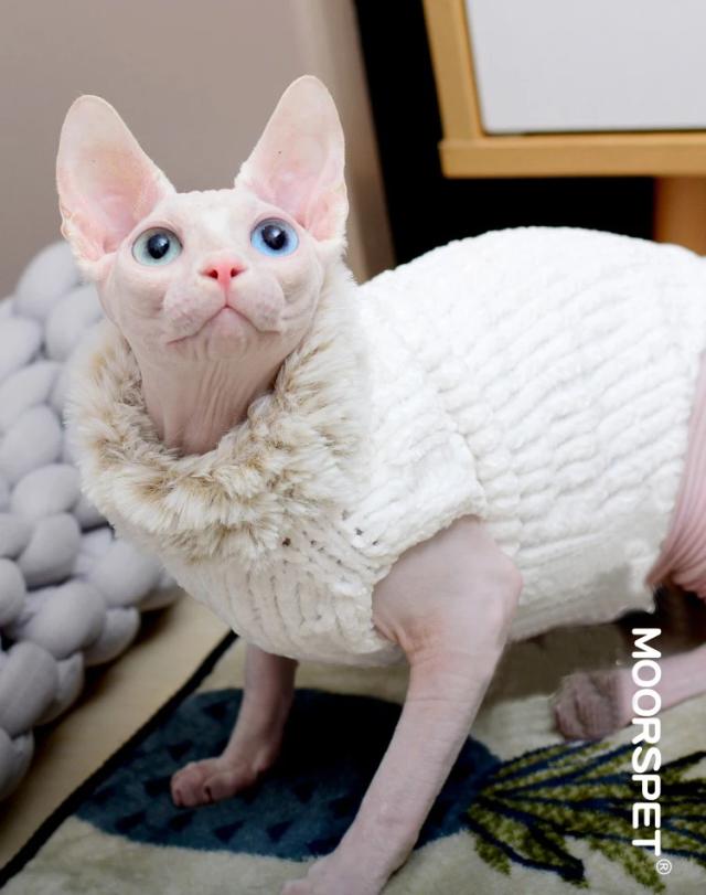 Roupas Artesanais e Confortáveis para Gatos: Camisolas e Hoodies para Sphynx e Gatinhos no Inverno