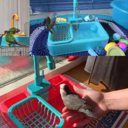 Banheira Automática De Remando De Papagaio, torneira De Piscina, chuveiro De Banho De Papagaio, distribuidor De água, alimentador De Pássaros, gaiola De Pássaro - Image 4