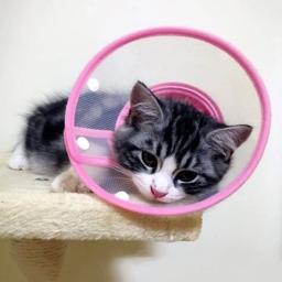 Colar leve ajustável do cone do animal de estimação do colar elizabetano da recuperação clara plástica do cone e-collar para cachorros pequenos & gatos - Image 1