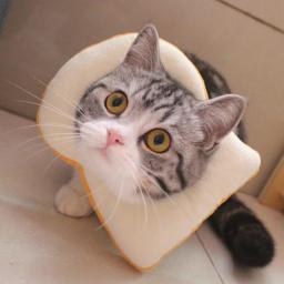 Colar elizabetano ajustável pet chapelaria brinde colar de pão pet anti-lambendo anel esterilização anti-risco - Image 1