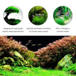 Areia plantada do substrato do aquário, Lama do fertilizante do solo para o aquário, Cuidados com plantas, Água doce, 500g - Image 5