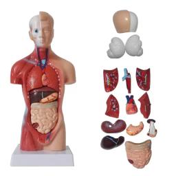 Órgãos Internos para Ensinar Aids, Modelo do Corpo do Tronco Humano, Anatomical Anatomical Medical - Image 1