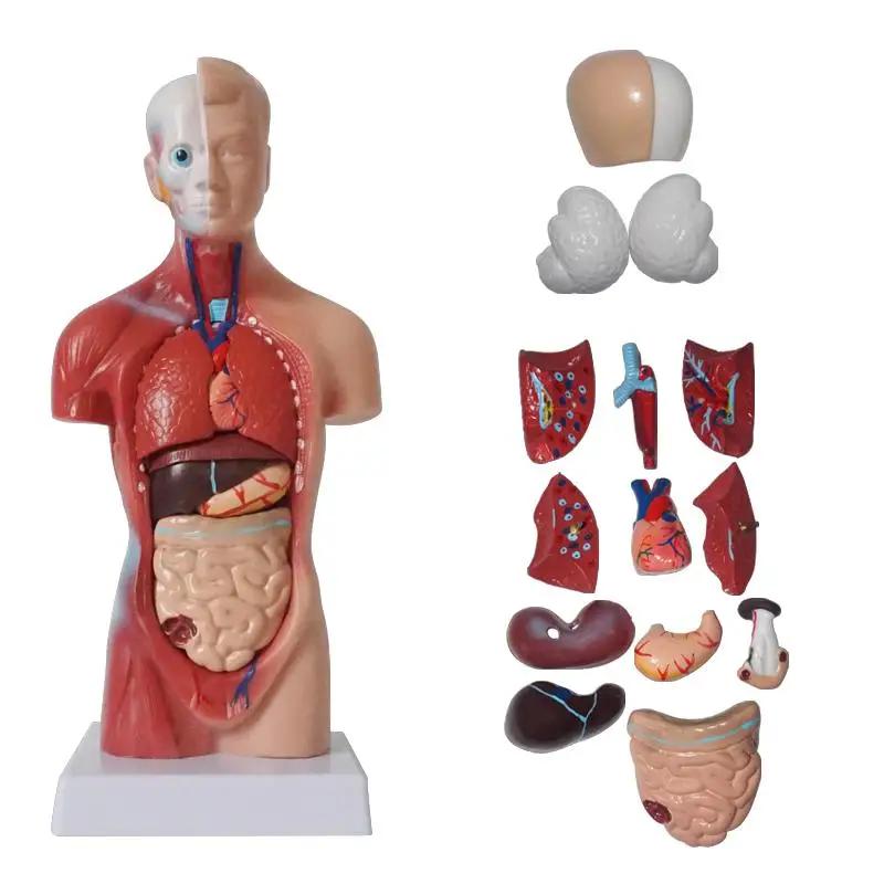 Órgãos Internos para Ensinar Aids, Modelo do Corpo do Tronco Humano, Anatomical Anatomical Medical - Image 1