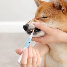 Ferramentas de limpeza dos dentes para animais de estimação, 5ml cães gatos tártaro pedras raspador caneta de limpeza de plástico ferramentas de limpeza - Image 3