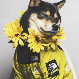 Impermeável para cães pequenos e grandes, Casaco de vento, Blusão, Hoodie do buldogue francês, Roupas para cães, Jaqueta para Chihuahua, Rosto - Image 3