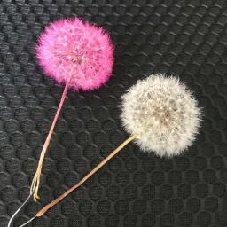 Cabeças De Flor De Dandelion Secas Naturais, Flores Preservadas com Fragrância, Material De Flor Imortal, 5PCs, 3-4cm - Image 3