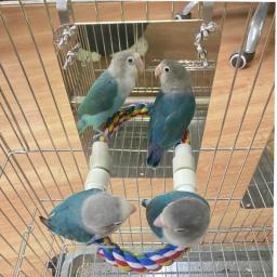 Espelho de aço inoxidável para aves com suporte de corda, brinquedo de espelho para aves com suporte para gaiola de papagaio, pássaros, guardanapos - Image 6