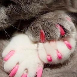 20 pces gato macio cão unha caps gato prego capa pet silicone protetor de unhas com cola livre e aplicador tamanho xs s s m l - Image 4
