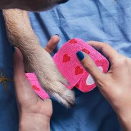 Bandagem elástica autoadesiva para o cão de estimação gato bandagem perna capa protetor cinta médica bandagem coesa não tecida bandagem - Image 2