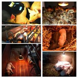 Lâmpada de aquecimento de criação para porco frango 100/150/200/250w lâmpadas de calor luz agrícola infravermelho ray led hatch cão gato cor vermelha - Image 3