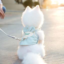 Colete de malha respirável para cachorro, coleira fofa com cinta peitoral para caminhada corrida para cães e chihuahua de pomerania - Image 4