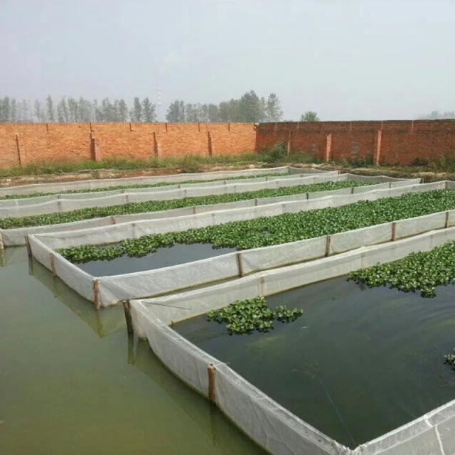 Rede Anti-Escape para Aquacultura: Gaiola de 80 Malhas Ideal para Peixe-Agricultura e Terrários