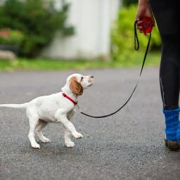 Coleira retrátil de 3m para cães, produto para animais de estimação, 10ft, coleira extensiva para cães pequenos, filhotes, chihuahua - Image 4
