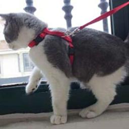 Coleira ajustável de nylon para animais de estimação, guia de chumbo, corda de segurança e tração - Image 6