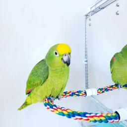 Espelho para pássaros de brinquedo em acrílico, espelho com cordas, brinquedos para pássaros, balanço confortável para paraquetes, baratas, conure, amantes, canárias - Image 4