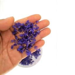 Natural secas pétalas azuis casamento e festa capaz confetes decoração biodegradável diy pastelaria bolos acessórios 2 g/saco - Image 5