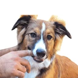 Escova de dentes para animais de estimação, escova de dedo para gato, cachorro, mal hálito, ferramenta de cuidados com o tártaro, inovação, 360 graus, de silicone, luva de limpeza, suprimentos para animais de estimação - Image 6