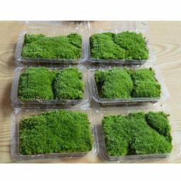 Gramado artificial de 10x8.5cm, simulação de moss, tapete de grama verde falso, micro paisagem, decoração de chão para casa, faça você mesmo, 1 caixa - Image 4