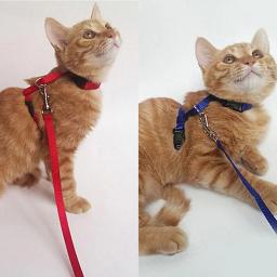 Coleira ajustável de nylon para animais de estimação, guia de chumbo, corda de segurança e tração - Image 4