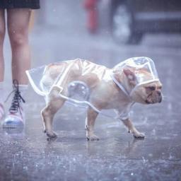 Impermeável com capuz transparente para animais de estimação Jaqueta impermeável Roupas de PVC Macio Impermeável Impermeável para Cães Pequenos Poncho de Chuva Puppy - Image 2