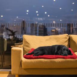 Cama portátil para cães de viagem ao ar livre, assento de carro, cama para cães pequenos, médios e grandes, impermeável, dobrável, almofada do sofá - Image 3