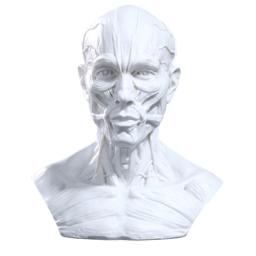 Anatomia Realista do Modelo Humano, Músculo da Cabeça do Crânio, Decoração do Desenho Ósseo, 10cm - Image 6