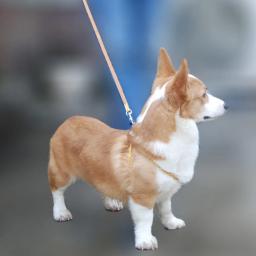 Cão de estimação arnês e coleira ajustável colar produtos para animais de estimação gato pequenos cães ao ar livre andando filhote de cachorro acessórios - Image 2