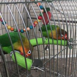 Perca de papagaio para aves, suporte grosso, madeira em formato de u, garra, bastão de moagem, gaiola, brinquedos para araras, papagaio - Image 5