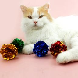 Brinquedos de gato interativos bola para gatinhos gatos acessórios atacado dropshipping barato jogo pet brinquedos para gatos suprimentos produtos - Image 3