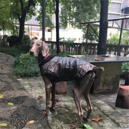 Jaqueta de camuflagem para cachorro, casaco para animais de estimação ao ar livre, à prova d'água, à prova de vento, selva, caça, roupas de acampamento, roupa de uso externo para cachorros pequenos e grandes (argolas) - Image 5