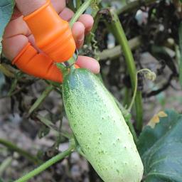 Silicone polegar faca protetor de dedo engrenagens corte faca de colheita vegetal beliscar planta lâmina tesoura luvas de jardim - Image 4