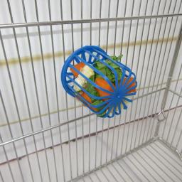 Gaiola Alimentadora de Pássaros e Papagaio, Suporte de Frutas e Vegetais, Cesta Pendurada, Brinquedos, Pet Shop, Budgie Cage, Acessórios, 1Pc - Image 2
